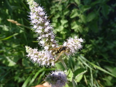 Paranthrene tabaniformis