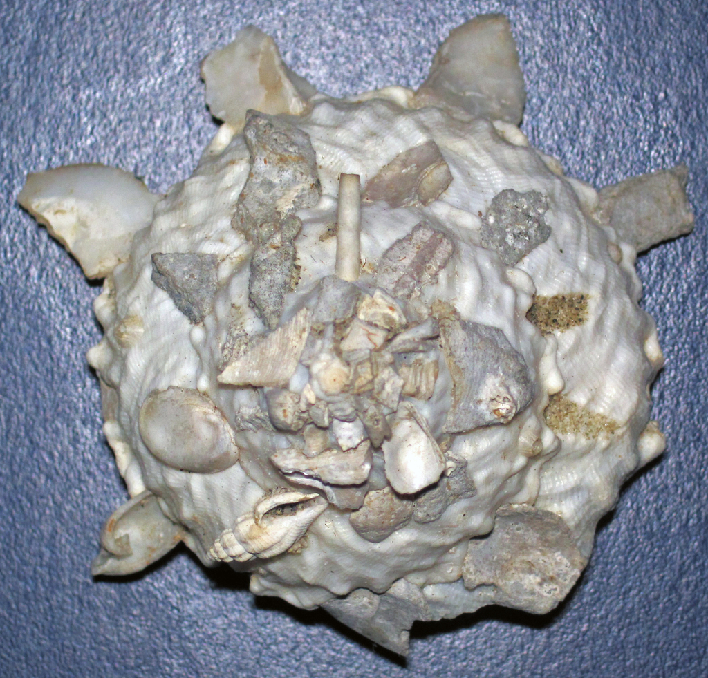 Xenophora tenuis