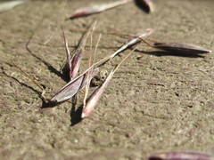 Bromus sterilis