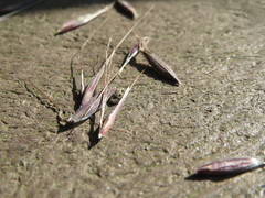 Bromus sterilis
