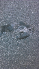 Columba livia domestica