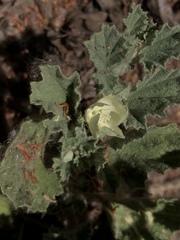Malvella leprosa