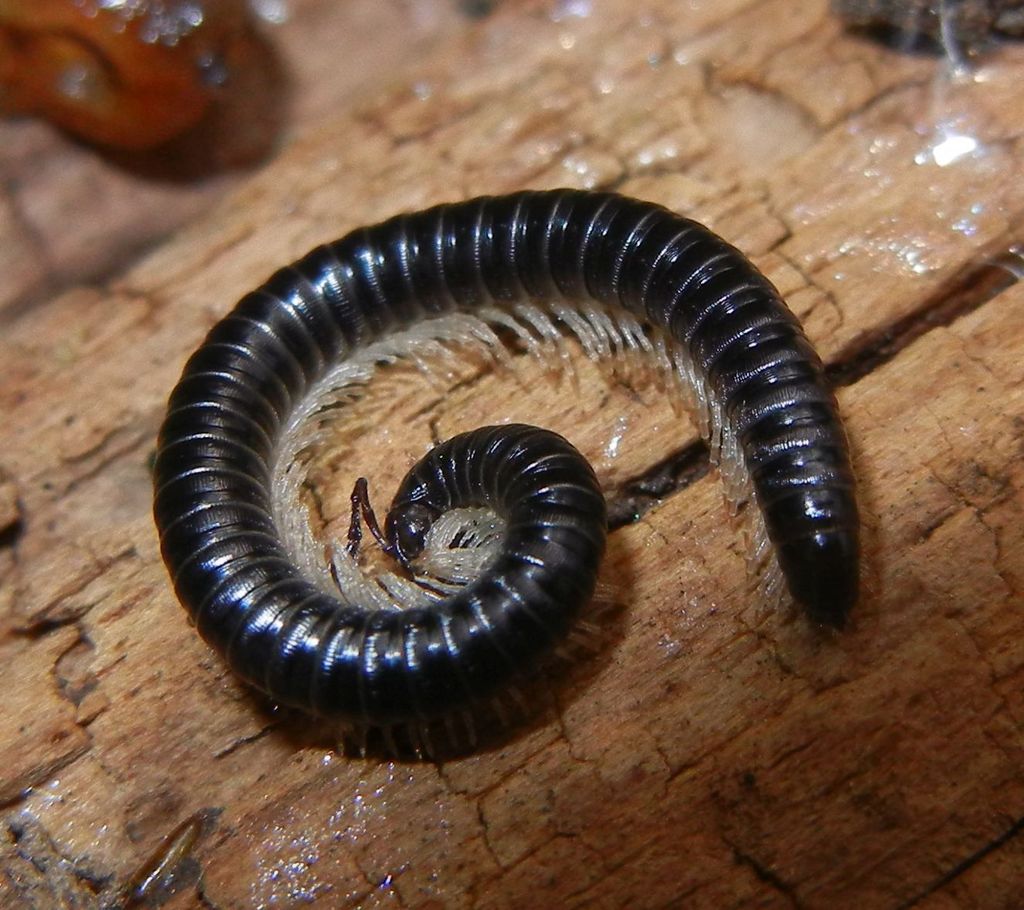 White-legged Snake Millipede