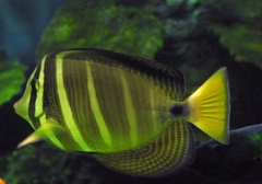 Zebrasoma