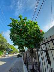 Cordia sebestena