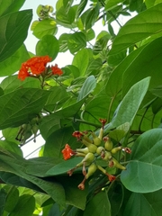 Cordia sebestena