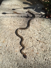Diadophis punctatus modestus