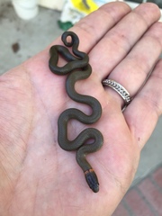 Diadophis punctatus modestus
