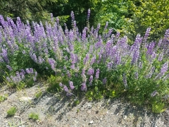 Lupinus rivularis
