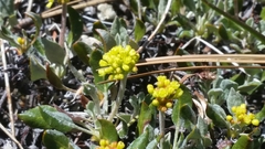 Eriogonum marifolium