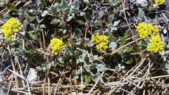 Eriogonum marifolium