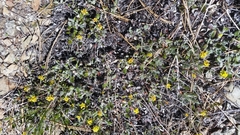 Eriogonum marifolium