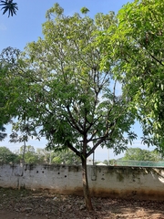 Mangifera indica