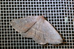 Lesmone griseipennis