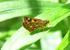 Carterocephalus mandan