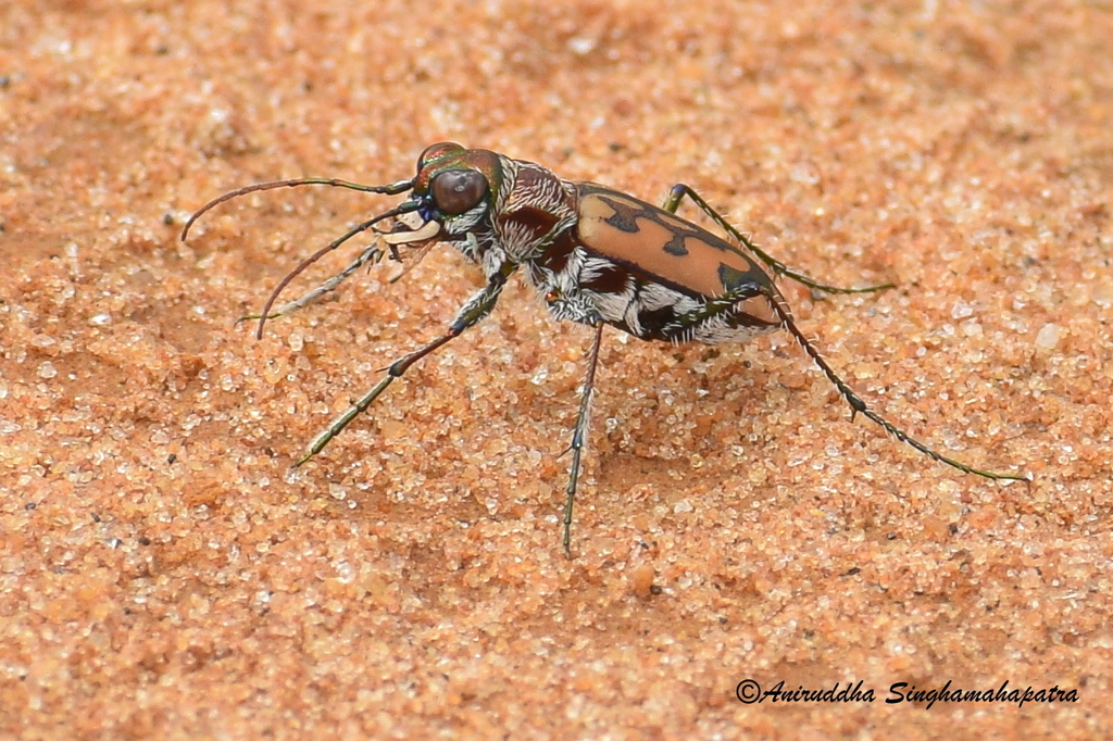 Braided Tiger Beetle