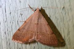 Hemeroplanis rectalis
