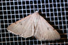 Hemeroplanis rectalis