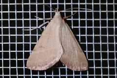 Hemeroplanis rectalis