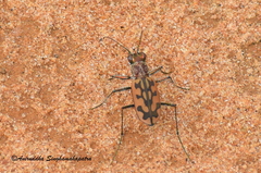Lophyra catena