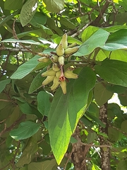 Cordia sebestena