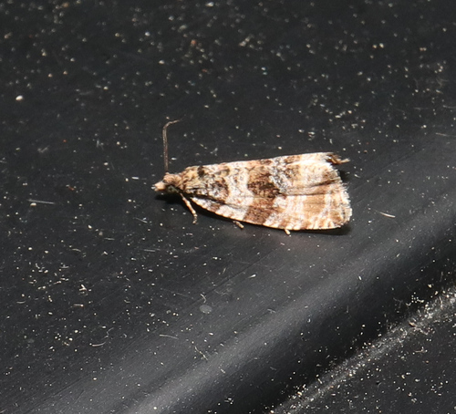 Dusky Leafroller Moth