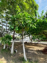 Cordia sebestena