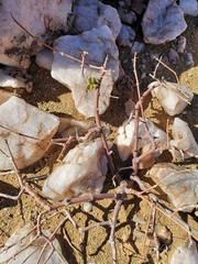 Portulacaria fruticulosa