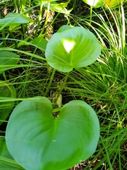 Calla palustris