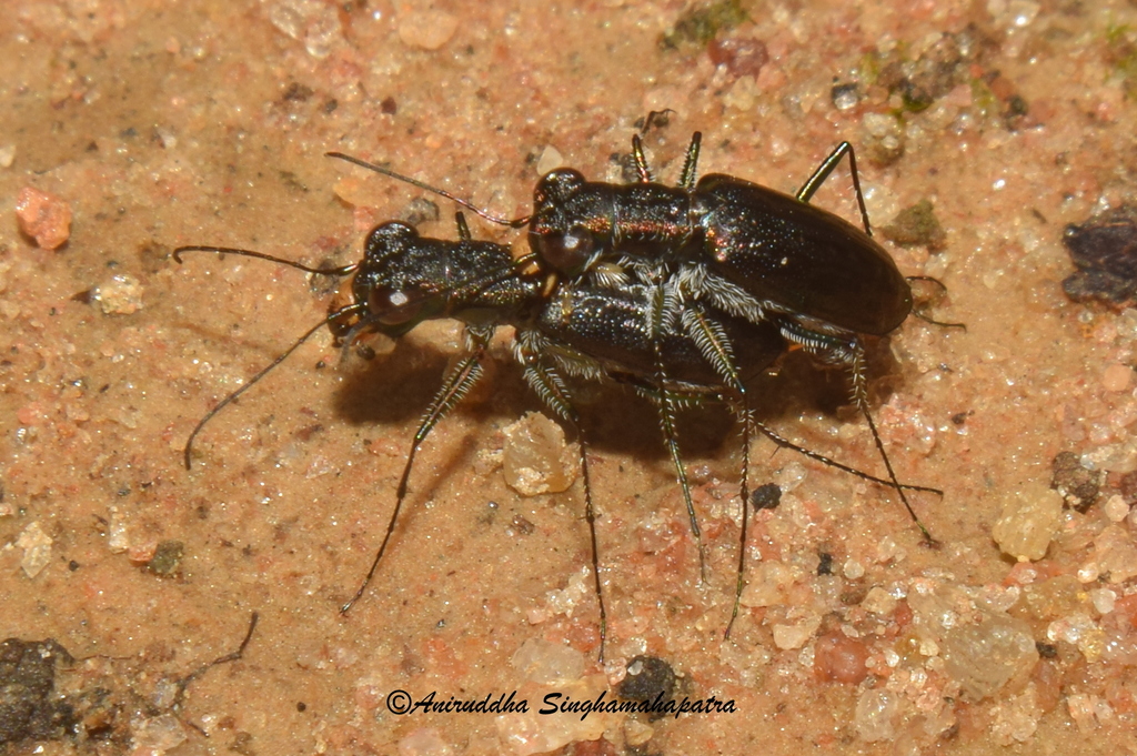 Cylindera foveolata