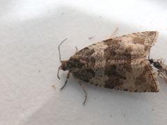 Syricoris lacunana