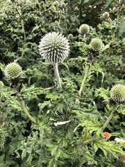 Echinops sphaerocephalus