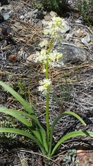Toxicoscordion paniculatum
