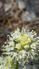 Toxicoscordion paniculatum