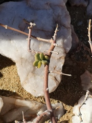 Portulacaria fruticulosa