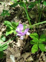 Lathyrus laxiflorus