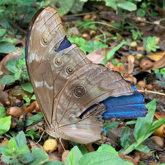 Morpho menelaus amathonte