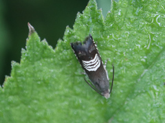 Grapholita compositella
