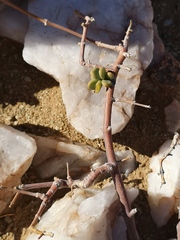 Portulacaria fruticulosa