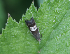 Grapholita compositella