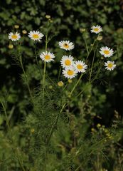 Tripleurospermum inodorum