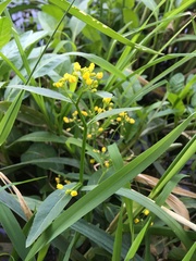 Rorippa amphibia