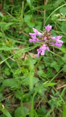 Betonica officinalis