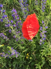 Papaver dubium