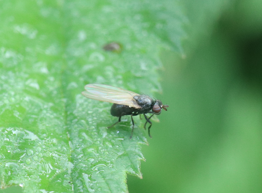 Sapromyza hyalinata
