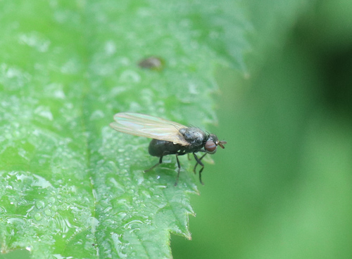 Sapromyza hyalinata
