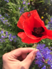Papaver dubium