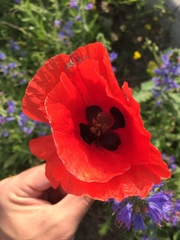 Papaver dubium