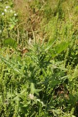 Cirsium vulgare