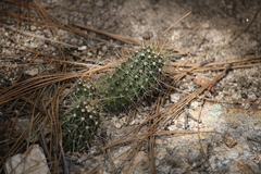 Echinocereus